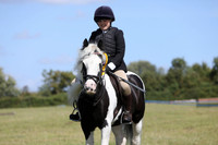 Handsome Gelding