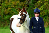 ** Handsomest Gelding**
