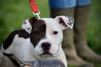 Dogs at The Stonehall Scurry