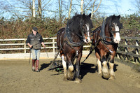 Harrowing at Holly Lodge January 2021
