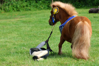 Cheekiest Pony