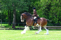 Ridden - Cobs and Heavy Horses