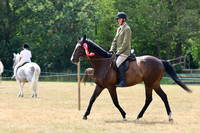 Thoroughbred
