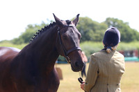 Handsomest Gelding