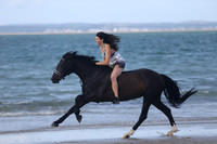 Other Horses 1