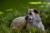 Surrey Union Hunt Family Dog Show 03/06/18