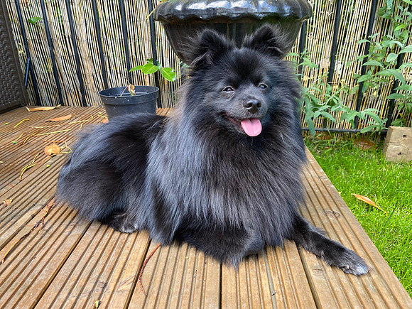 Bear