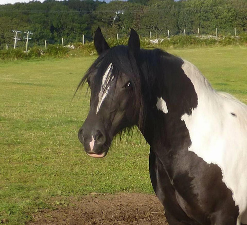 Cerrighedd Simply Magic owned by Tricia Owen