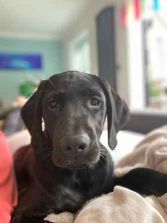 Zuma