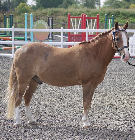 Jaffa aged 24