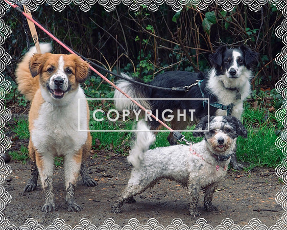 Panda, Ivan & Lady P, all from Romania, Linda McGuire
