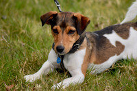 Dogs at Stonehall